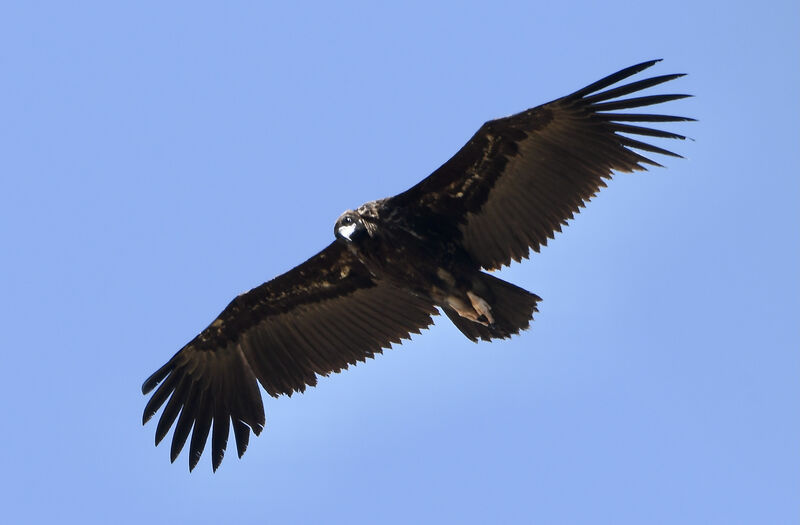 Cinereous VultureSecond year, pigmentation, Flight