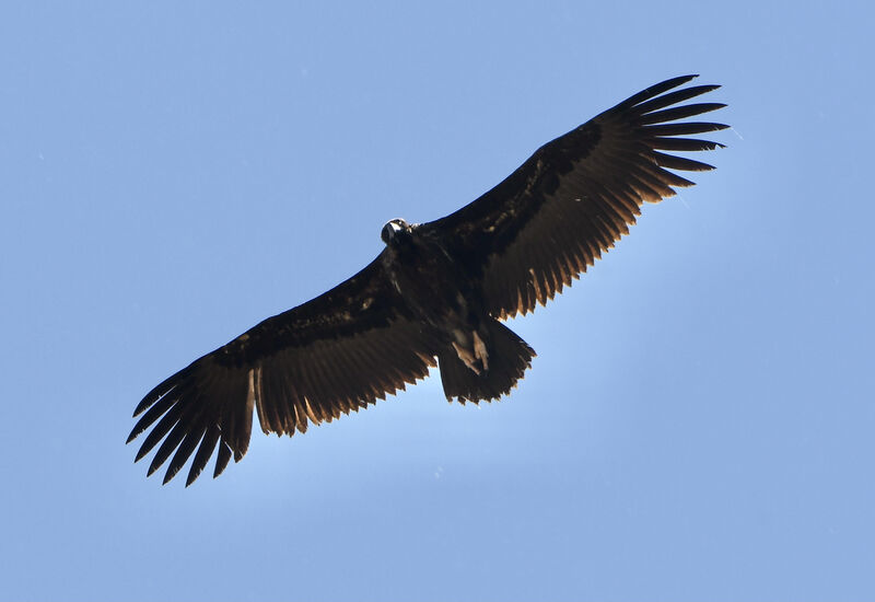 Cinereous VultureSecond year, pigmentation, Flight