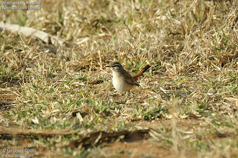 Agrobate du Kalahari