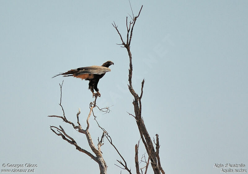 Aigle d'Australie