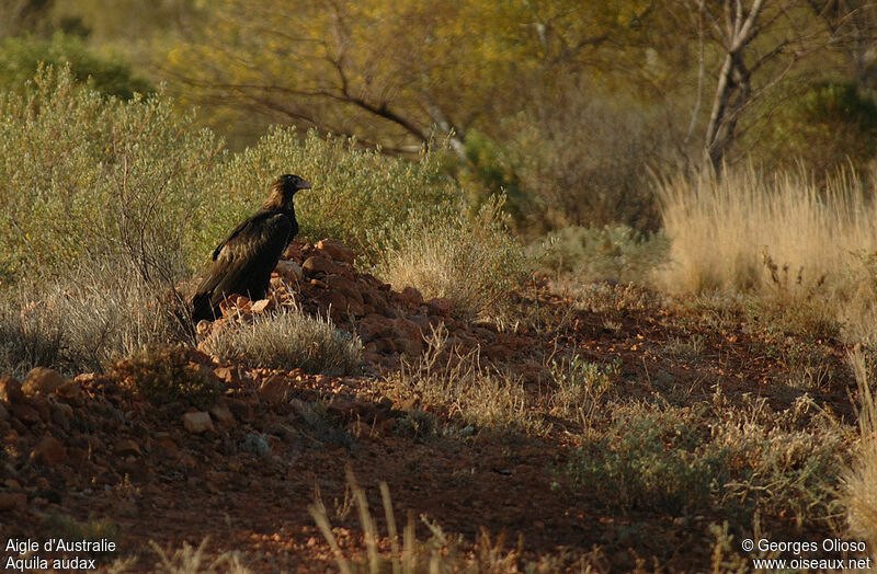 Aigle d'Australie