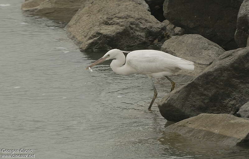 Aigrette des récifsadulte nuptial, habitat, pêche/chasse