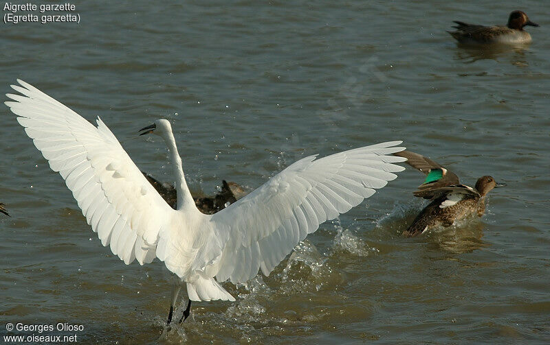 Aigrette garzette