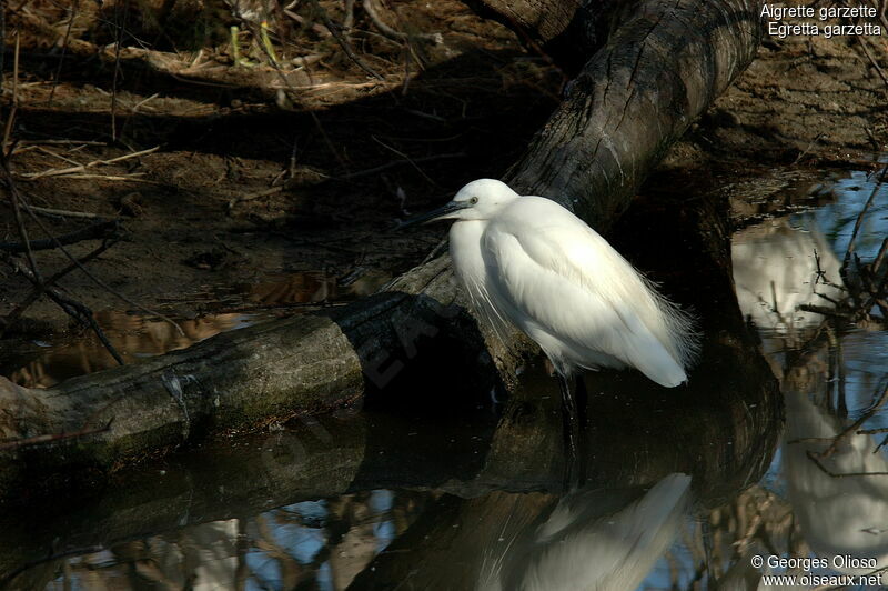 Little Egretadult post breeding