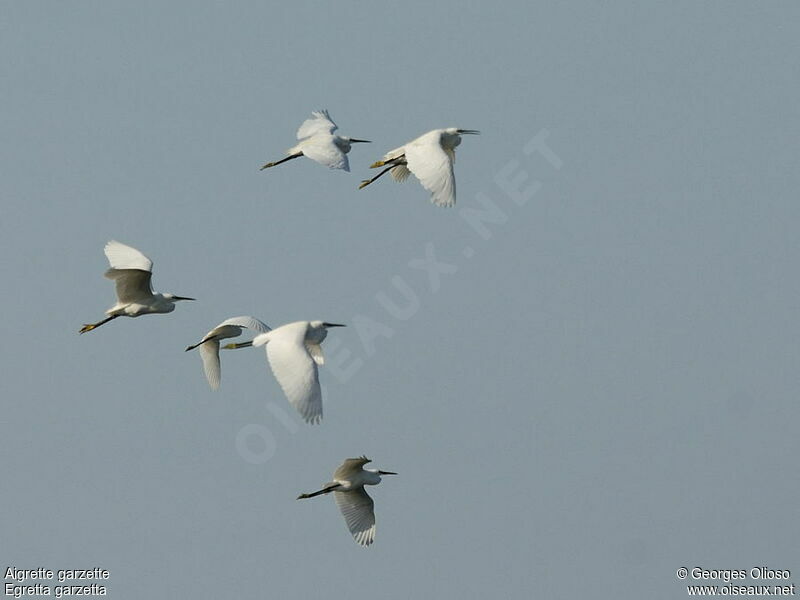 Little Egret