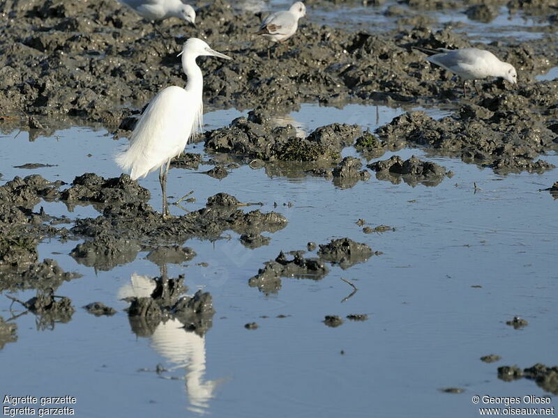 Little Egret, identification