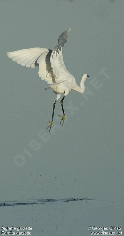 Aigrette garzette