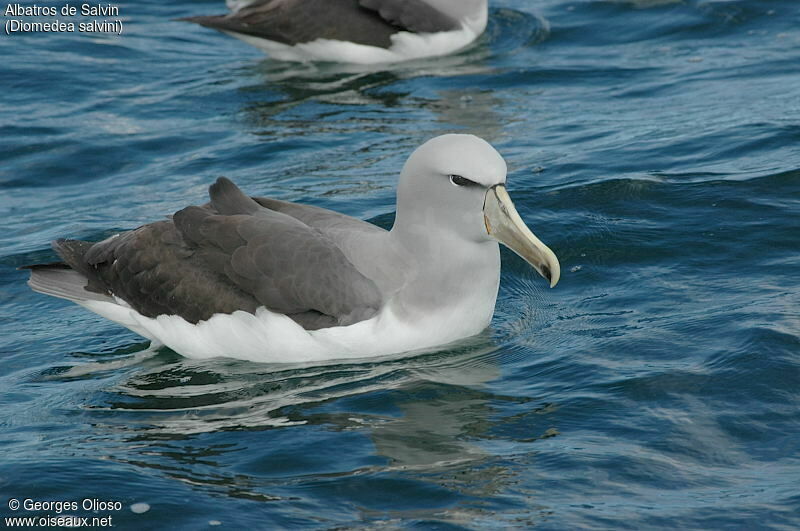 Albatros de Salvin