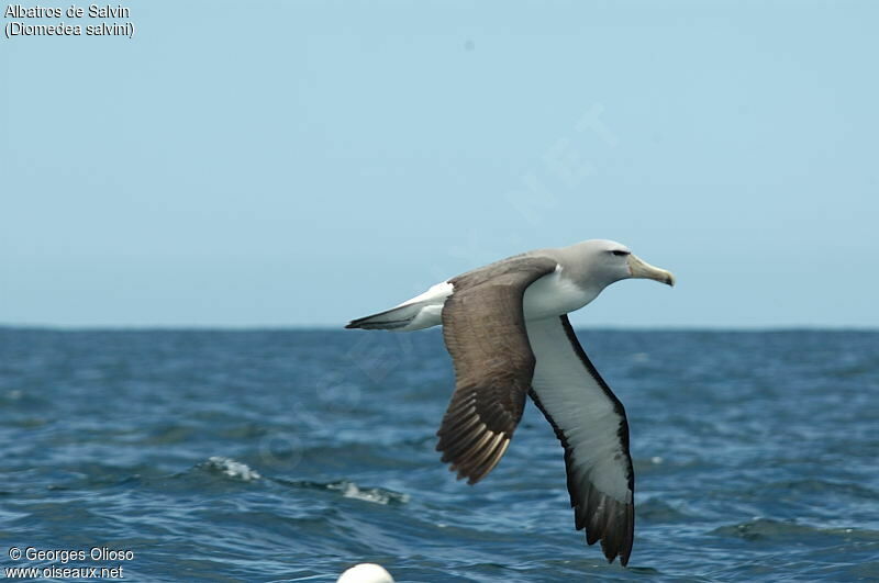 Albatros de Salvin