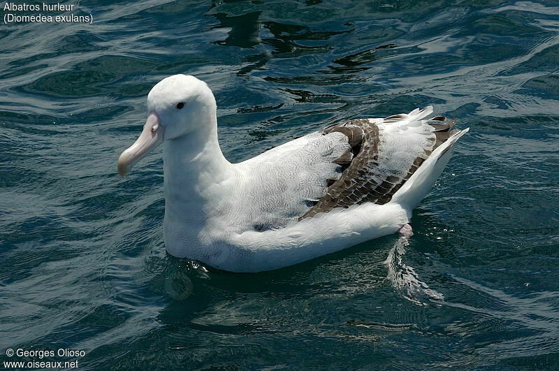 Albatros hurleur