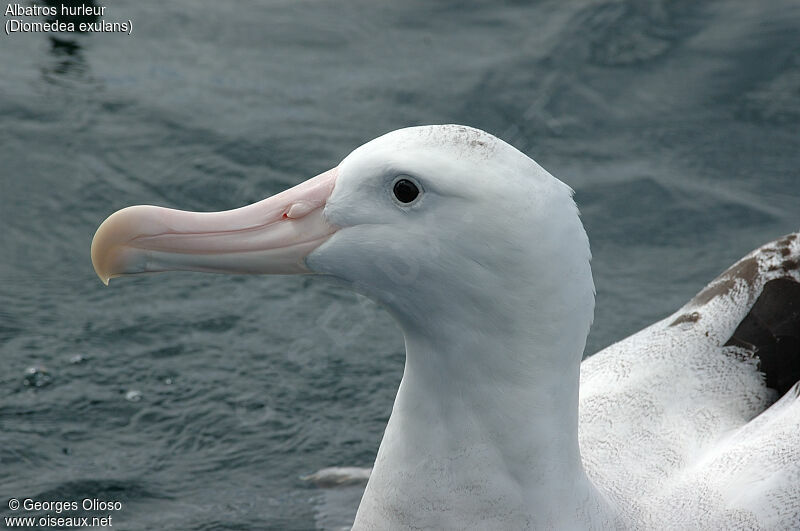 Snowy Albatross