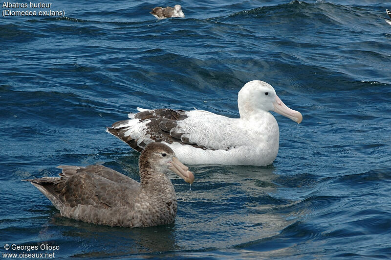 Albatros hurleur