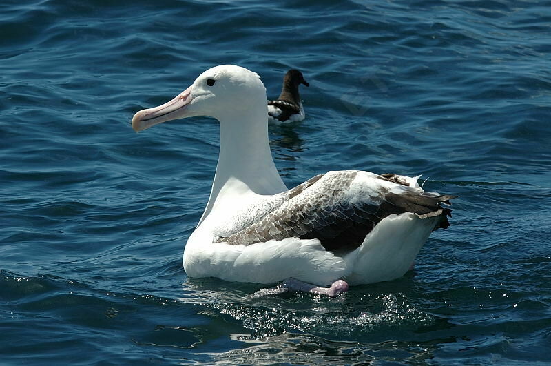 Southern Royal Albatross