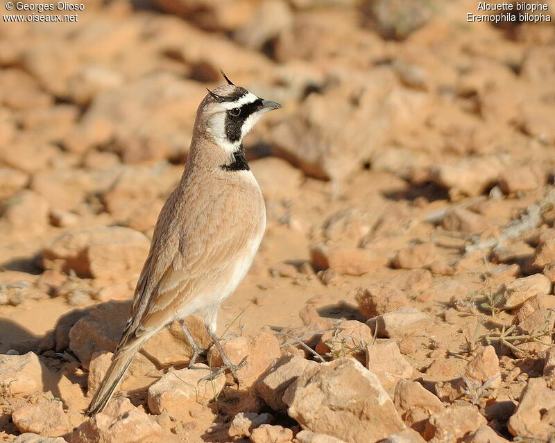 Temminck's Lark male adult breeding