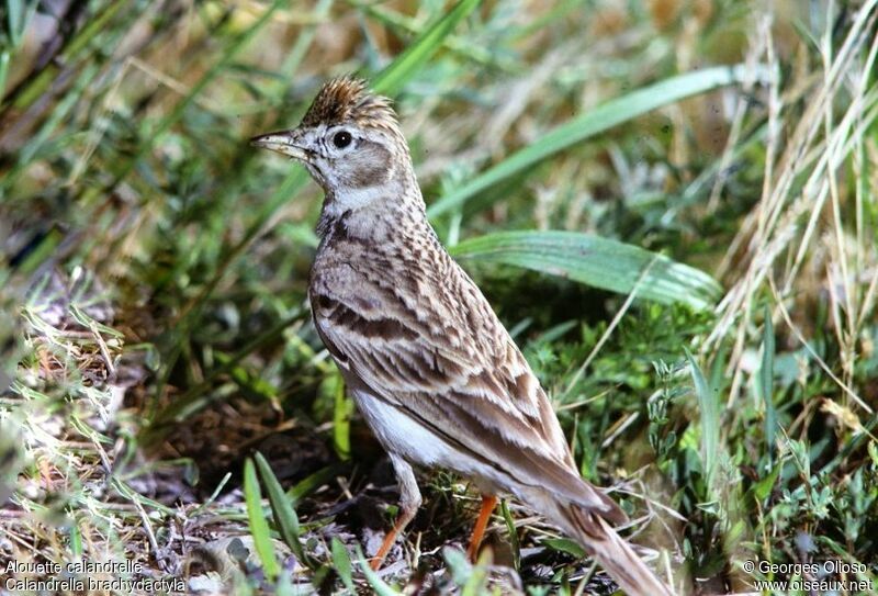 Greater Short-toed Larkadult breeding, identification