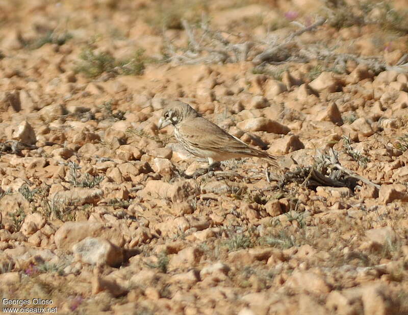 Thick-billed Lark female adult, habitat