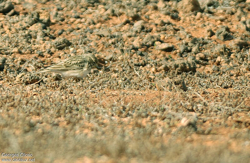 Mediterranean Short-toed Larkadult, habitat, camouflage, fishing/hunting