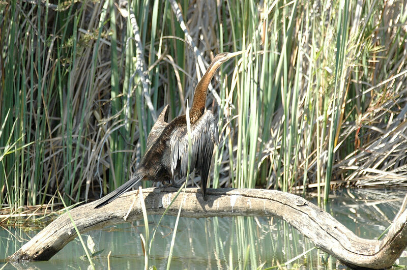 Anhinga d'Afrique