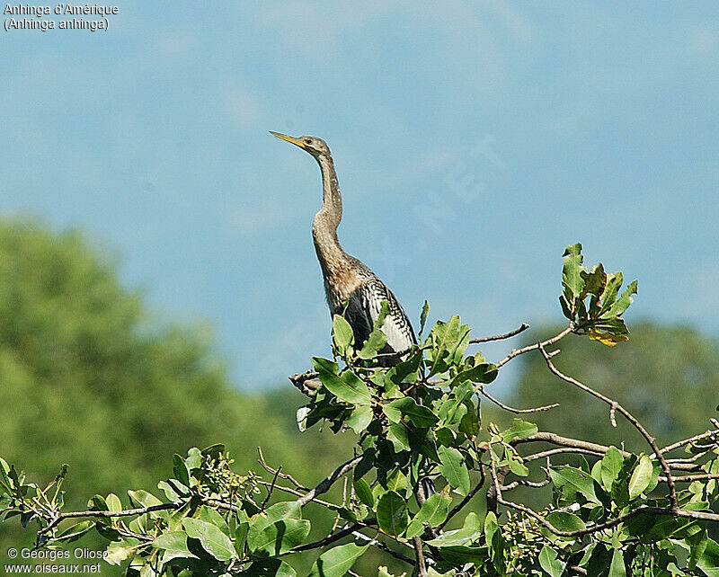 Anhinga d'Amérique