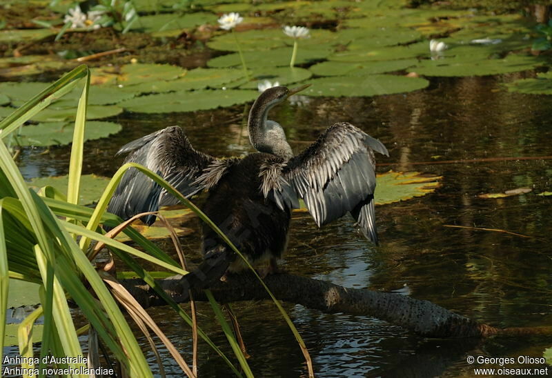 Anhinga d'Australieimmature