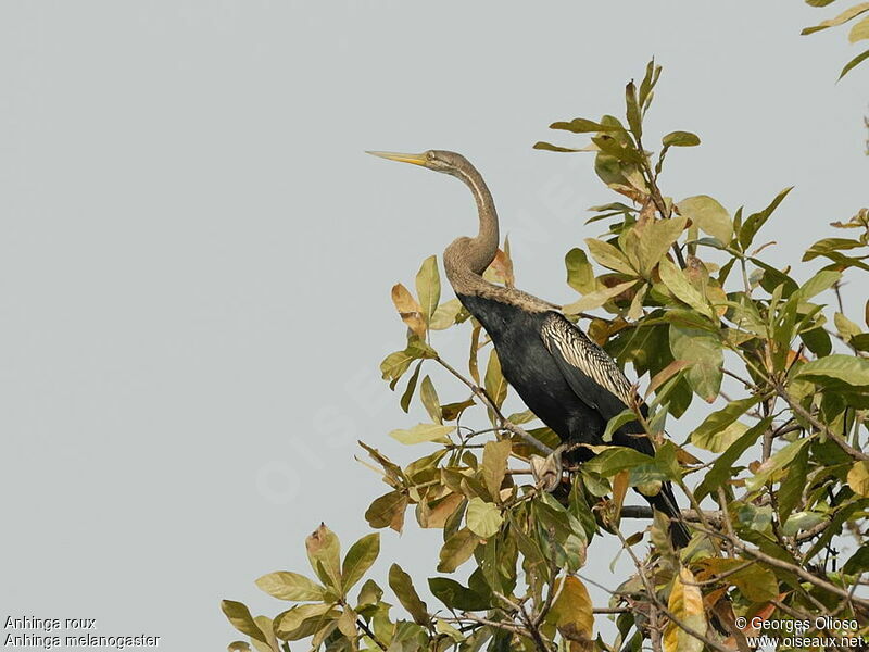 Oriental Darter, identification