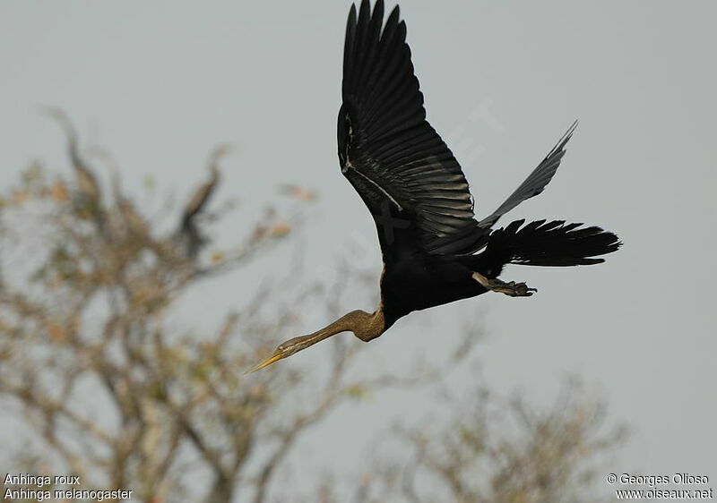 Oriental Darter, Flight