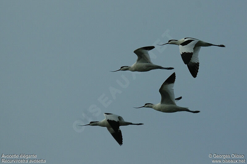 Pied Avocetadult post breeding