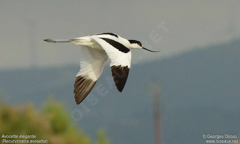 Avocette éléganteadulte nuptial, Vol