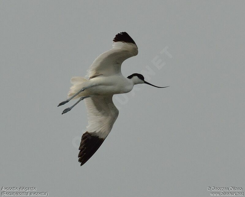 Avocette éléganteadulte, Vol