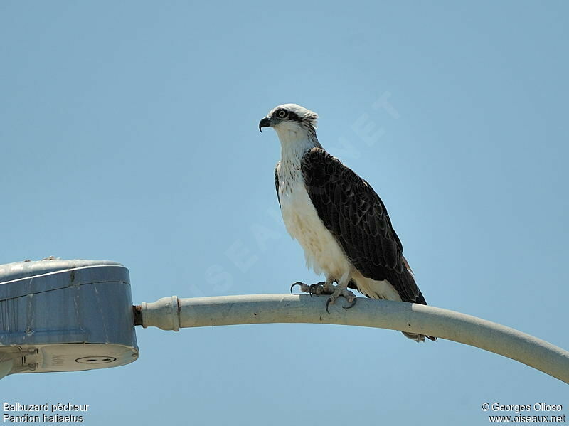 Osprey