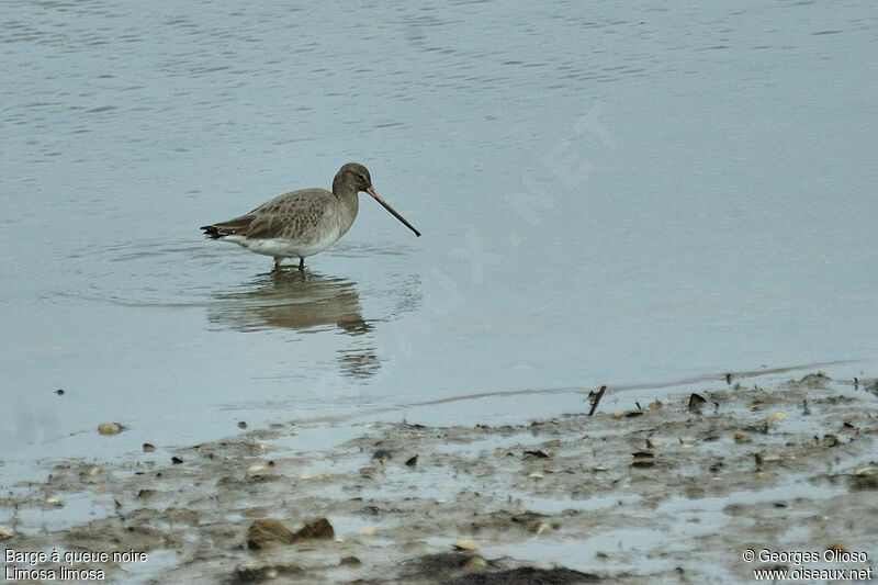 Black-tailed Godwit