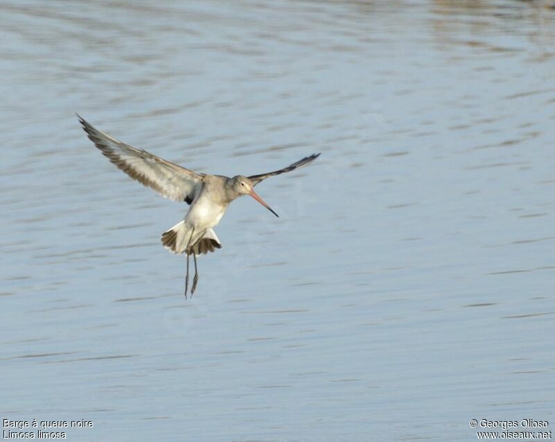 Black-tailed Godwitadult post breeding, Flight