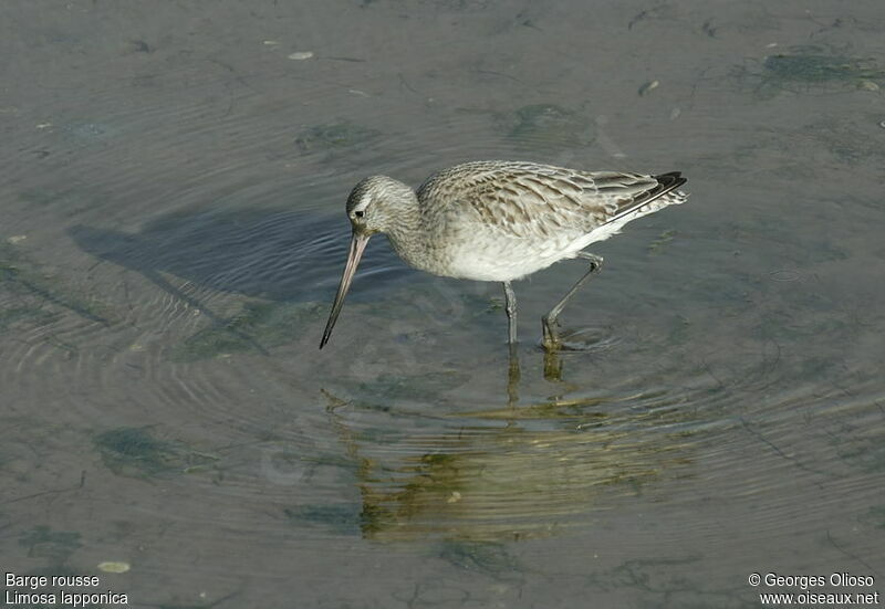 Bar-tailed Godwitadult post breeding, identification, Behaviour