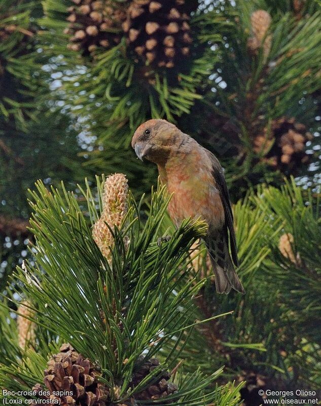 Bec-croisé des sapins mâle adulte nuptial, identification