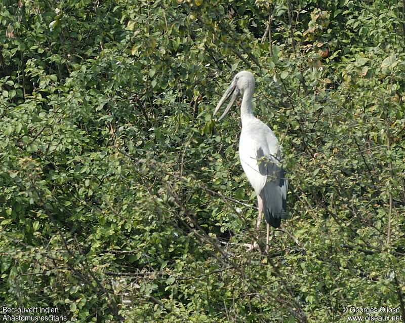 Bec-ouvert indienadulte, identification