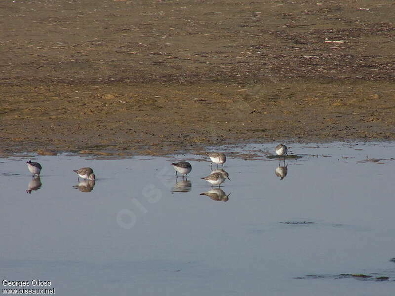 Bécasseau minute, habitat, pêche/chasse