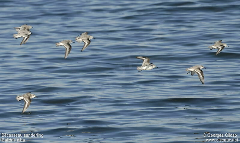 Bécasseau sanderling