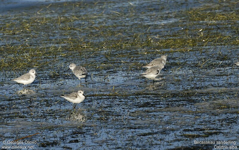 Sanderling