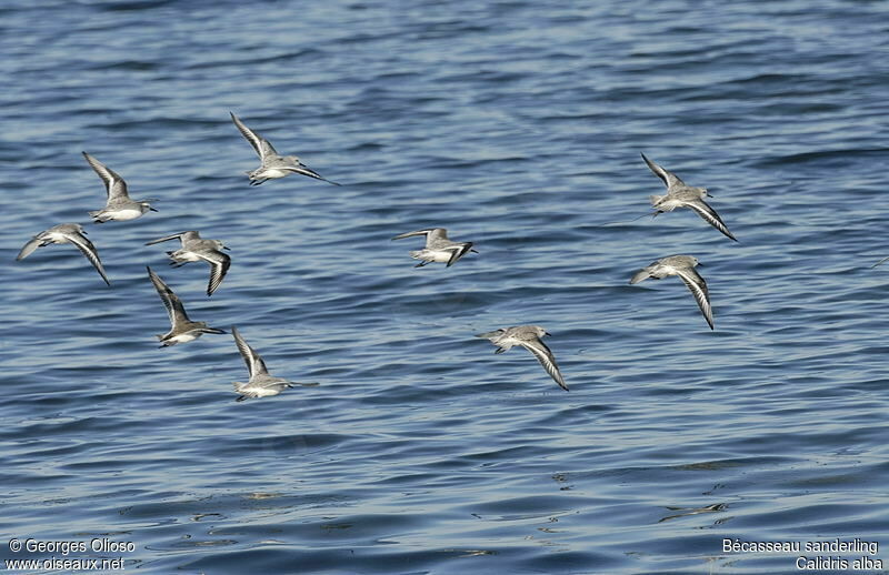 Bécasseau sanderling