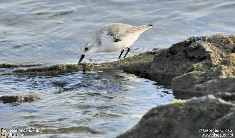 Sanderling, identification, feeding habits