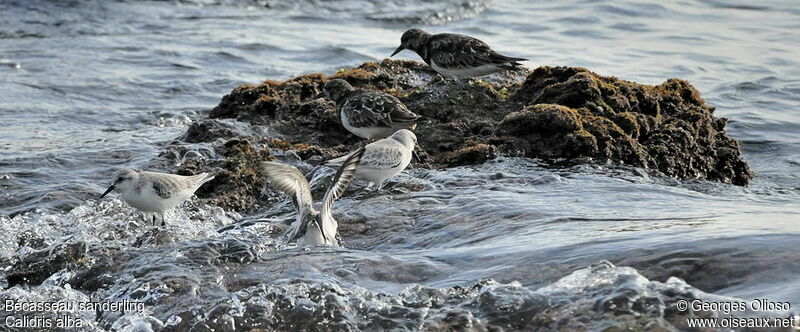 Sanderling, identification, Behaviour