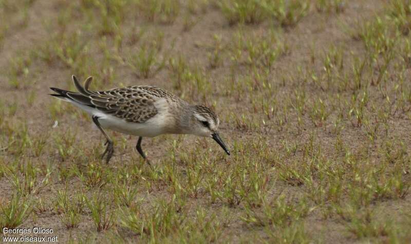 Semipalmated SandpiperFirst year, walking, fishing/hunting, Behaviour