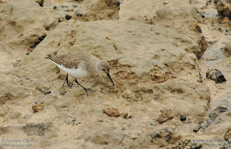 Dunlin