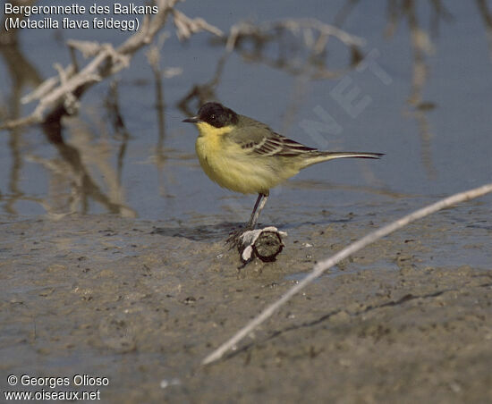 Western Yellow Wagtail (feldegg)