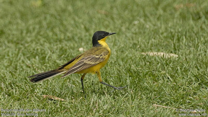 Western Yellow Wagtail (feldegg) male adult breeding, identification