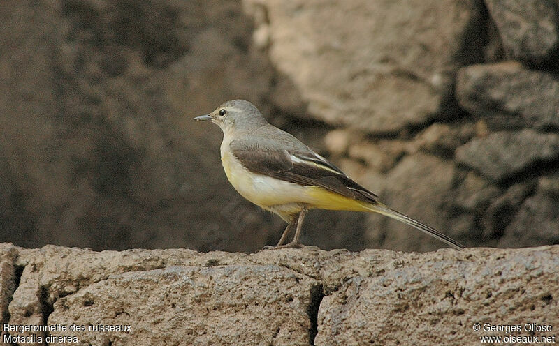 Grey Wagtailadult post breeding