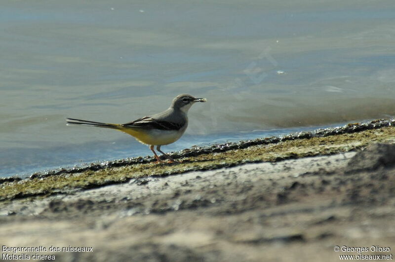 Grey Wagtail