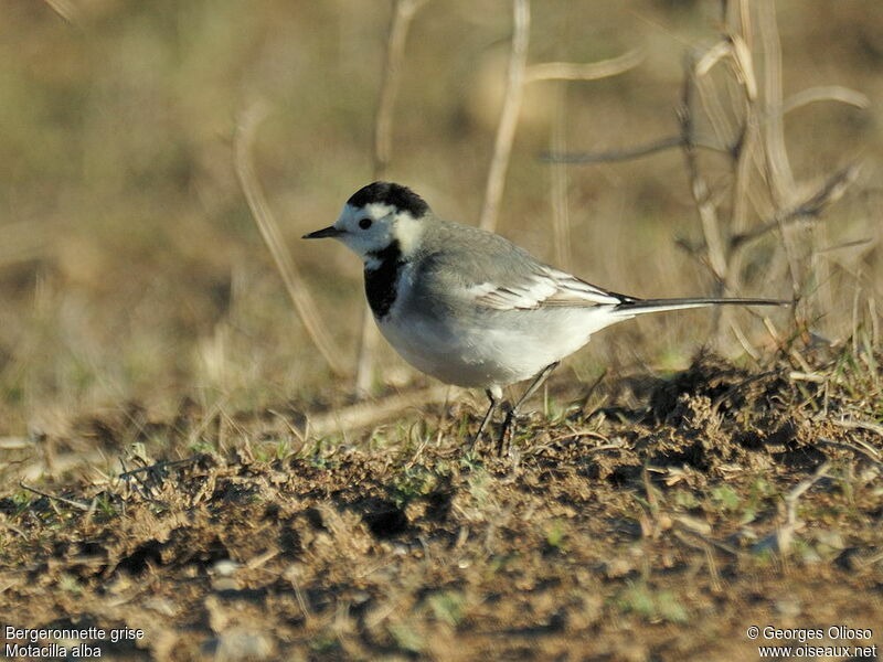 White Wagtailadult post breeding