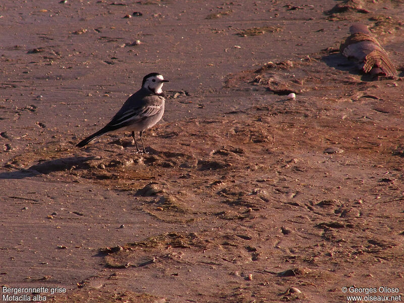 White Wagtailadult post breeding