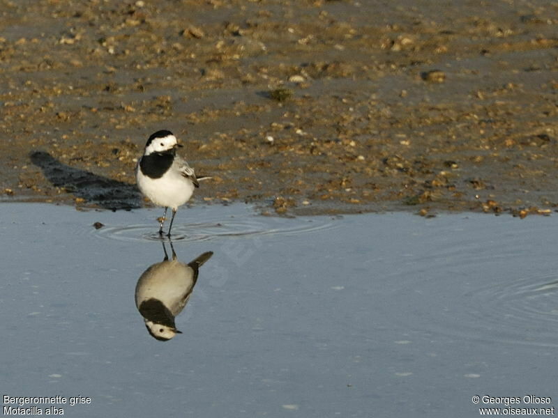 White Wagtailadult, identification